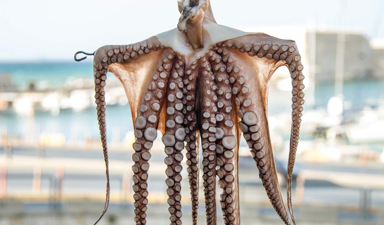 Buttery Octopus